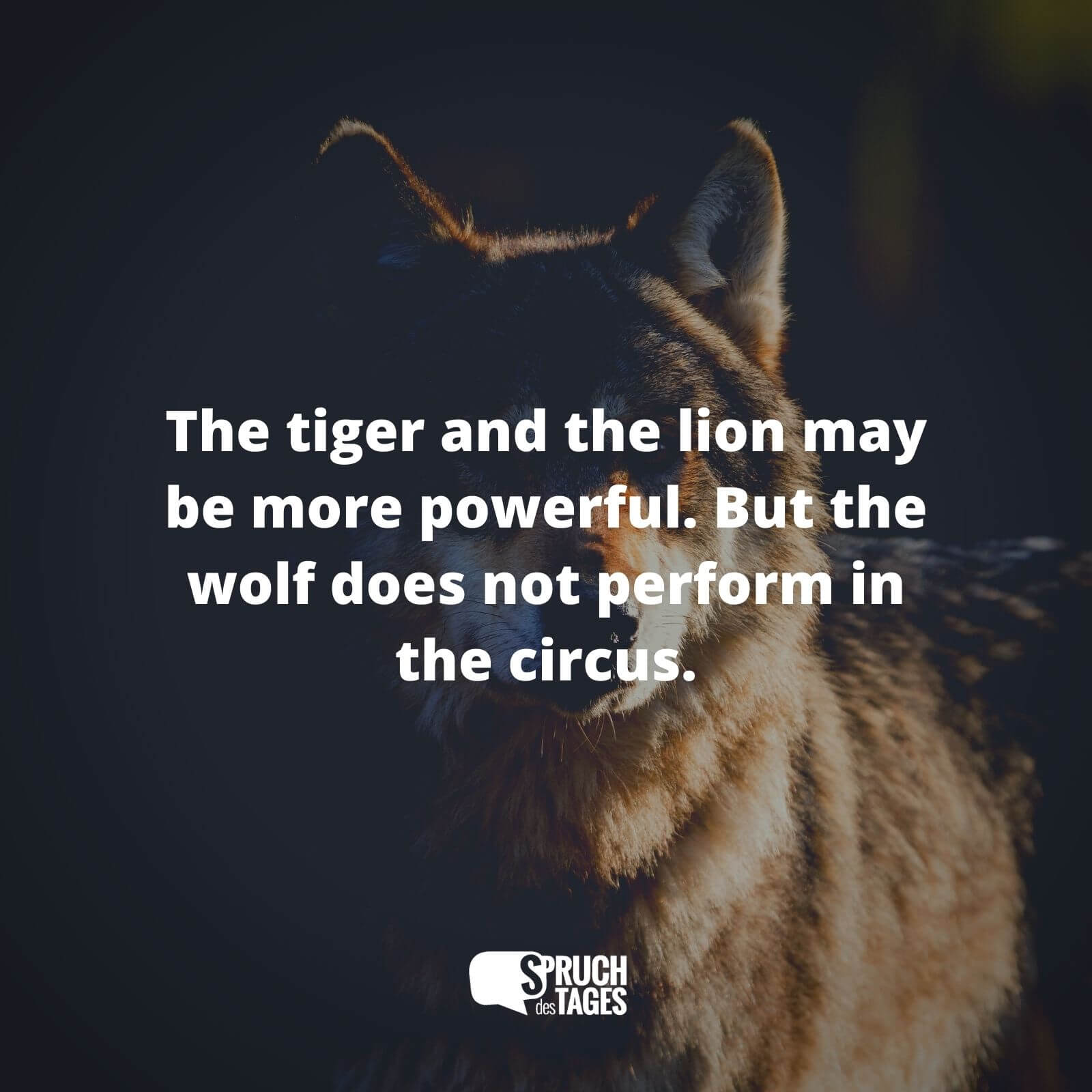 The tiger and the lion may be more powerful. But the wolf does not perform in the circus.